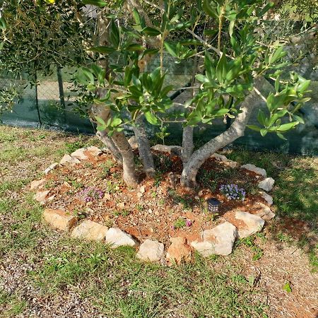 אוגייאן Olive Apartments מראה חיצוני תמונה